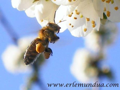 Salvemos las abejas