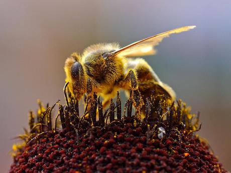 Salvemos las abejas