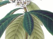 Mermelada níspero curry