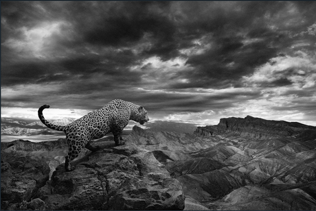 Sacha Waldman – Paisajes