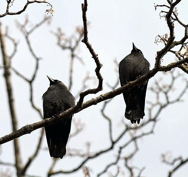 GRAJILLA-CORVUS MONEDULA-EURASIAN JACKDAW