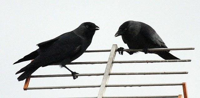 GRAJILLA-CORVUS MONEDULA-EURASIAN JACKDAW