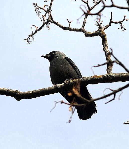 GRAJILLA-CORVUS MONEDULA-EURASIAN JACKDAW