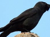 Grajilla-corvus monedula-eurasian jackdaw