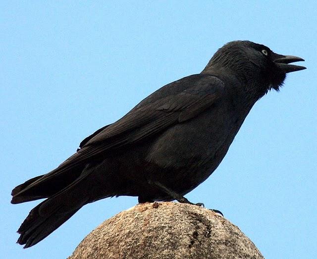GRAJILLA-CORVUS MONEDULA-EURASIAN JACKDAW