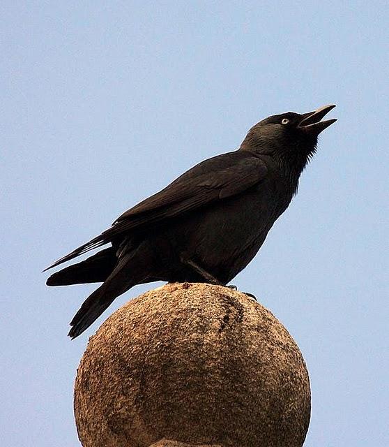 GRAJILLA-CORVUS MONEDULA-EURASIAN JACKDAW