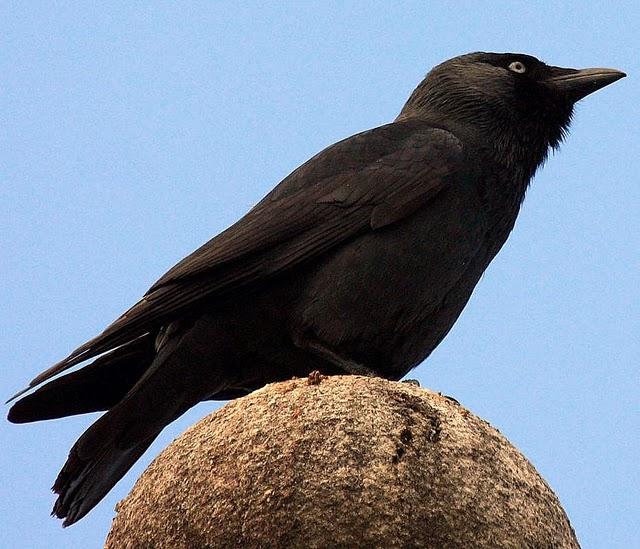 GRAJILLA-CORVUS MONEDULA-EURASIAN JACKDAW