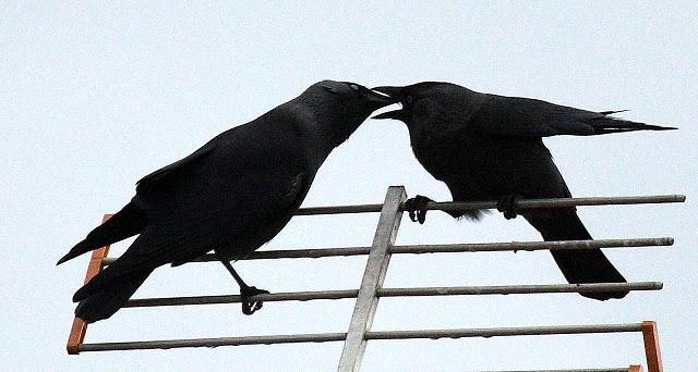 GRAJILLA-CORVUS MONEDULA-EURASIAN JACKDAW