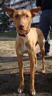 PIPO, podenco mediano de año y medio en adopción solo en Madrid (MADRID)