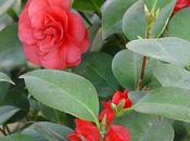 Camelias