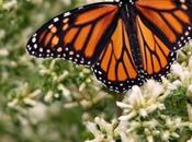 ¿Sabías qué…las Mariposas Monarca medican plantas?