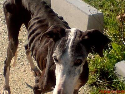 MADRID- AYUDA URGENTE GALGOS DE LA PROTECTORA EVOLUCIÓN .sos urgent help to galgos rescued by Evolucion.