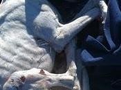 MADRID- AYUDA URGENTE GALGOS PROTECTORA EVOLUCIÓN .sos urgent help galgos rescued Evolucion.