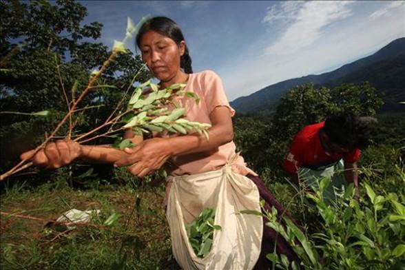 Campaña Bolivia: mujeres Indígenas masticarán coca en plazas del país