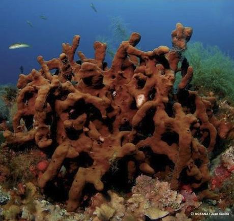 5186463893 d3579e5216 Habitats en peligro 