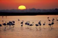 Las aves migratorias pasan el invierno en la marisma de Doñana