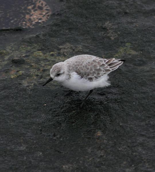 1ª DIA UN PASEO POR LA COSTA-WALK TO THE COAST
