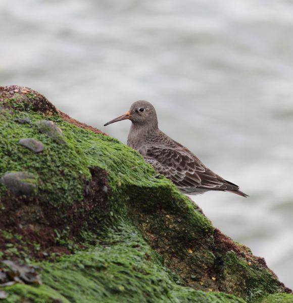 1ª DIA UN PASEO POR LA COSTA-WALK TO THE COAST