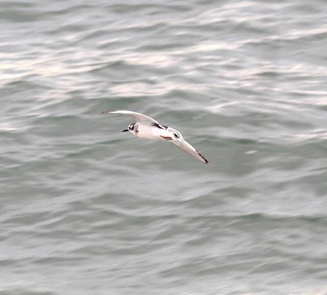 1ª DIA UN PASEO POR LA COSTA-WALK TO THE COAST