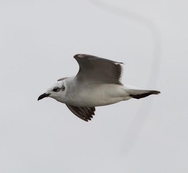 1ª DIA UN PASEO POR LA COSTA-WALK TO THE COAST