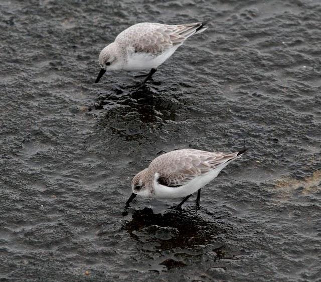 1ª DIA UN PASEO POR LA COSTA-WALK TO THE COAST