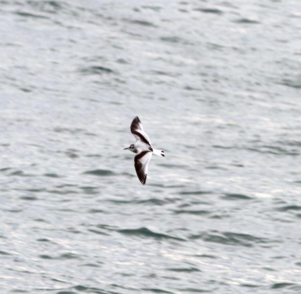 1ª DIA UN PASEO POR LA COSTA-WALK TO THE COAST