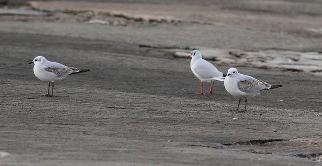 1ª DIA UN PASEO POR LA COSTA-WALK TO THE COAST