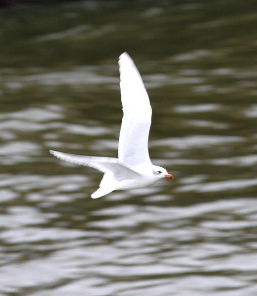 1ª DIA UN PASEO POR LA COSTA-WALK TO THE COAST