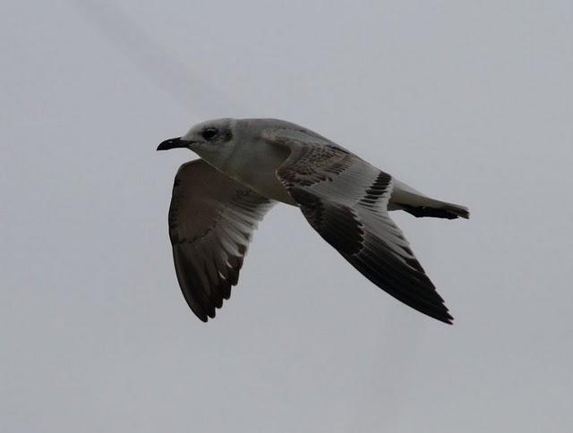 1ª DIA UN PASEO POR LA COSTA-WALK TO THE COAST