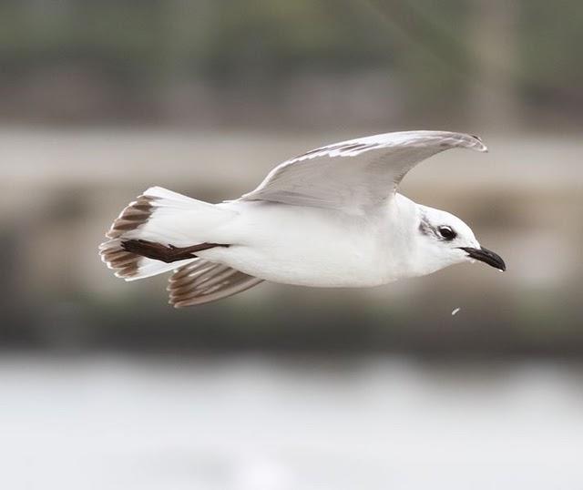 1ª DIA UN PASEO POR LA COSTA-WALK TO THE COAST
