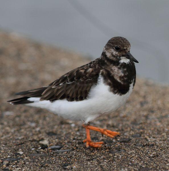 1ª DIA UN PASEO POR LA COSTA-WALK TO THE COAST