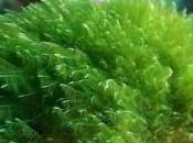 Bondades Algas Marinas