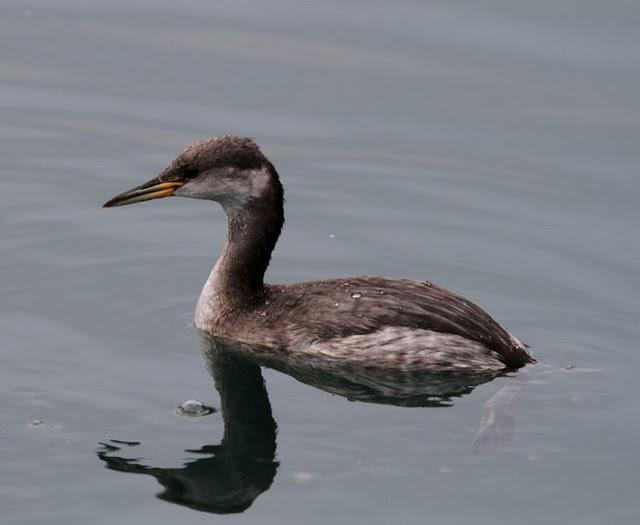 2º DIA UN PASEO POR LA COSTA-WALK TO THE COAST-TXINGUDI EUZKADI