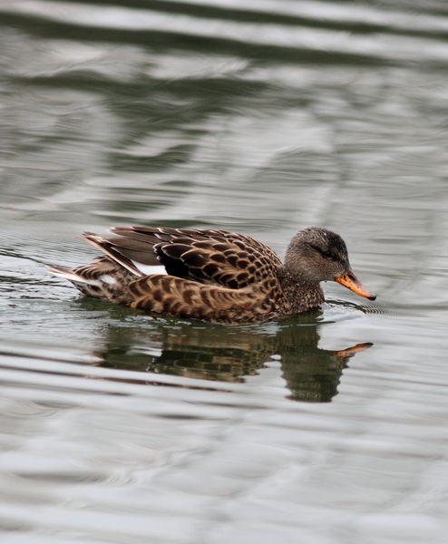2º DIA UN PASEO POR LA COSTA-WALK TO THE COAST-TXINGUDI EUZKADI