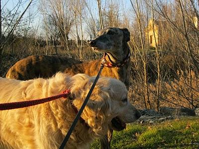 Un paseo al atardecer....