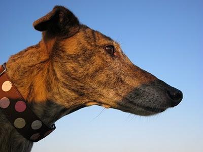 Un paseo al atardecer....