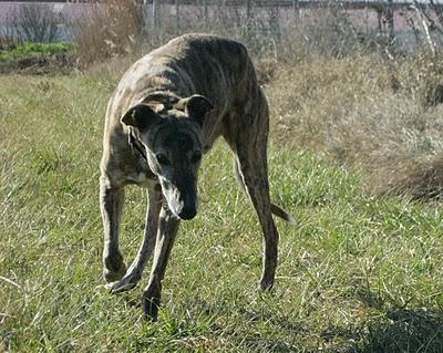 Un paseo al atardecer....