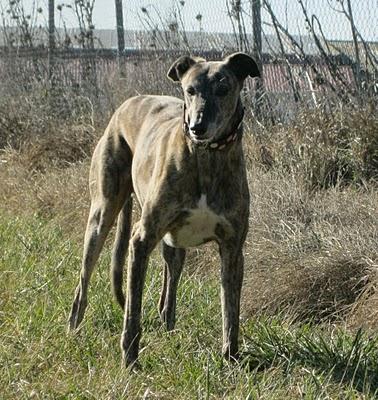 Un paseo al atardecer....