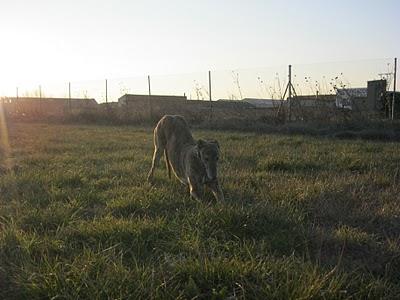 Un paseo al atardecer....