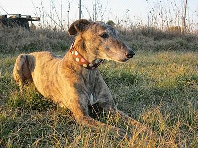 Un paseo al atardecer....