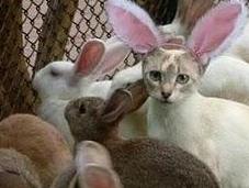 ¿Qué sello ecológico?