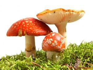 recolectar hongos comestibles 0 300x225 La micoterapia y las propiedades de los hongos