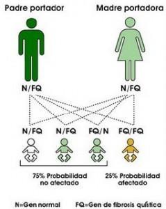 que es como se transmite fibrosis quistica 239x300 Fibrosis Quística: de qué se trata, síntomas y causas