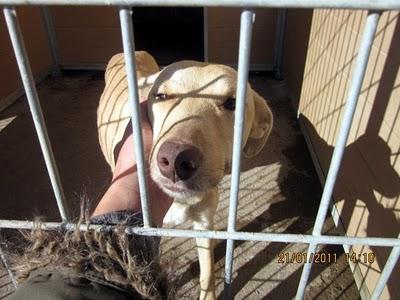 Una princesa  en el corredor de la muerte.Perrera de Movera (Zaragoza)