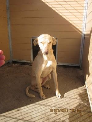 Una princesa  en el corredor de la muerte.Perrera de Movera (Zaragoza)
