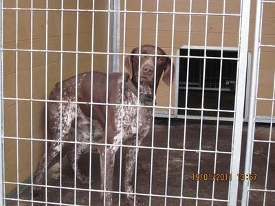 Braco alemán en el corredor de la muerte.Perrera de Movera (Zaragoza)