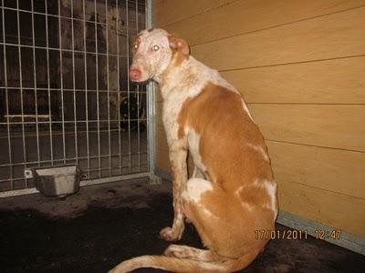 Podenco en la perrera de Movera, sacrificio inminente.