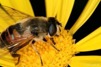 La Abeja siempre apuesta por el trabajo en equipo.