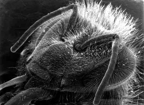 Cabeza de Abeja al Microscopio.