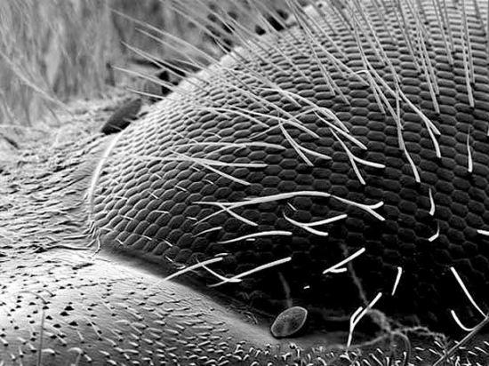 Ojo de una Abeja al Microscopio. Si observas bien, notarás un parecido con sus panales.